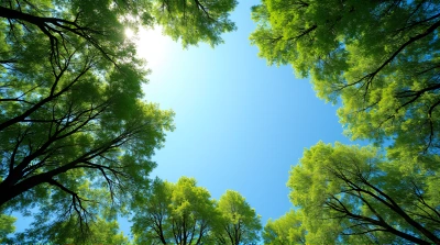 Emerald Tree Canopies Under Clear Blue Sky