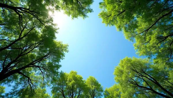 Emerald Tree Canopies Under Clear Blue Sky