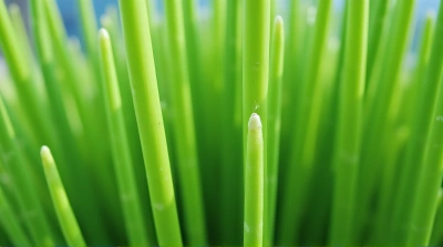 Emerald Vertical Canes Close-Up Glow