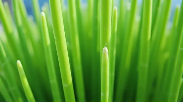 Close-up of a cluster of slender emerald vertical canes tightly arranged under bright daylight