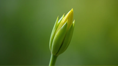 Emerging Bud With Vibrant Chartreuse Lime Hues