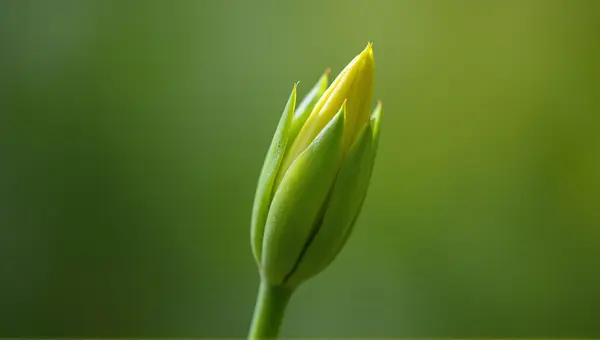 Emerging Bud With Vibrant Chartreuse Lime Hues