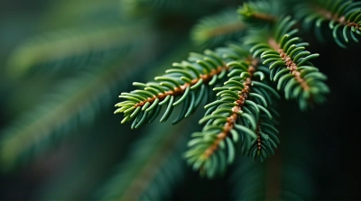 Evergreen Conifer Branches With Sharp Detail