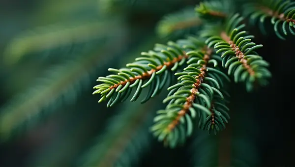Evergreen Conifer Branches With Sharp Detail