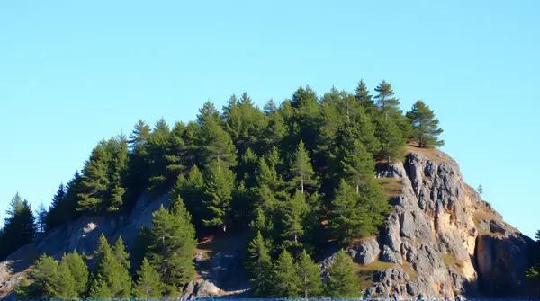 Evergreen Conifers On Rocky Hill Under Clear Sky