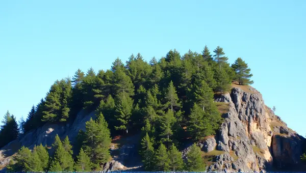 Evergreen Conifers On Rocky Hill Under Clear Sky