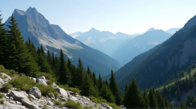 Evergreen Conifers On Rocky Slopes Under Clear Sky