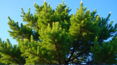 Evergreen Tree Needles Sunlit Against Blue Sky