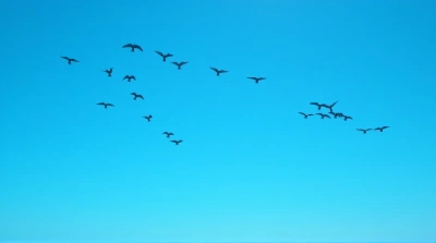 Flock Of Birds In Dynamic Sky Formation