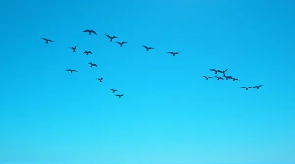 A wide-angle view from below showing a flock of birds scattered in dynamic formations against a vast sky.