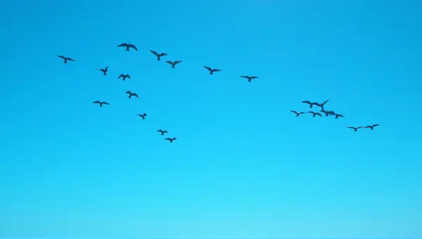 Flock Of Birds In Dynamic Sky Formation