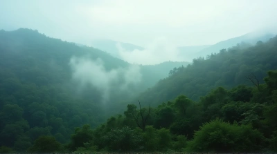 Foggy Woodland Hillside With Layered Foliage