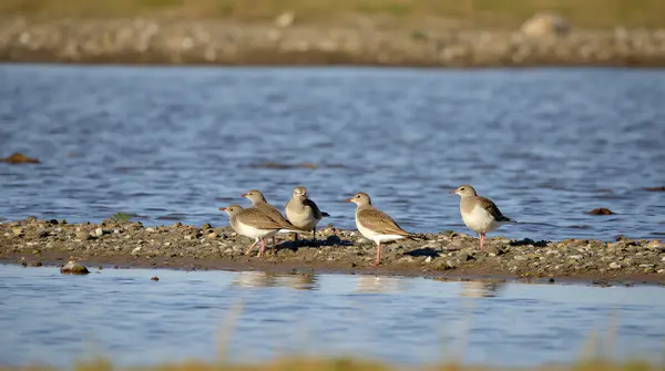 Four birds closely gathered by a rippling stream with scattered pebbles and sparse plants under clear sky