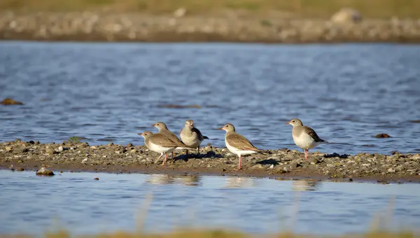 Four Birds Gathering By Rippling Stream Close Up