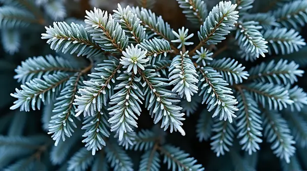 Close-up of frost-coated evergreen branches showing detailed needle patterns in soft light