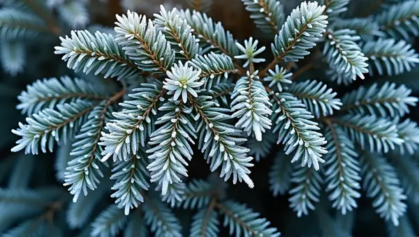 Frost-Covered Evergreen Branches Close-Up Texture