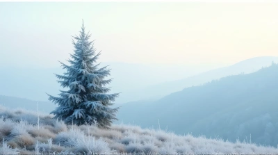 Frosted Conifer On Gentle Slope Under Pale Sky