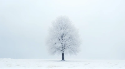Frosted Tree With Textured Winter Contrast