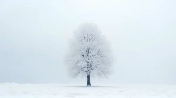 A single tree covered in white frost against a soft gray sky highlighting texture and contrast.