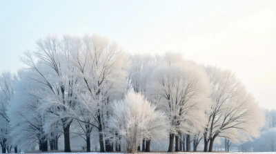 Frosty Trees With Glowing Branches In Soft Light