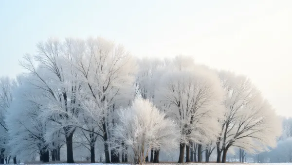 Frosty Trees With Glowing Branches In Soft Light