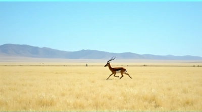 Gazelle Running Across Open Field With Hills