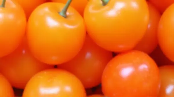 Close-up of shiny red cherries with smooth surfaces and blurred background