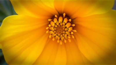 Golden Bloom Radiating Spiral Patterns