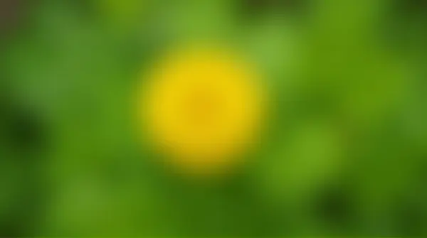 Golden Blossom Surrounded By Soft Green Foliage