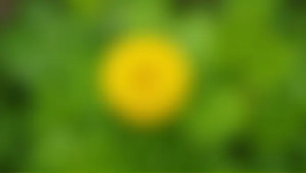Golden Blossom Surrounded By Soft Green Foliage
