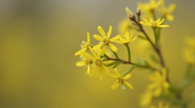 Golden Blossoms Close-Up With Delicate Petals