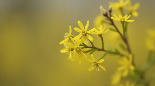 Close-up of small golden blossoms with delicate petals on a softly muted background.