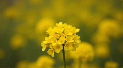 Golden Blossoms Cluster Overhead View