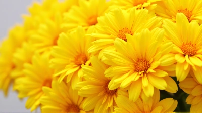 Golden Clustered Blooms Texture Detail
