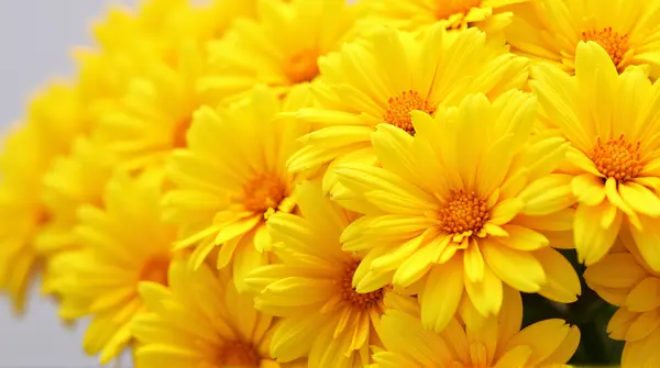 Close-up of golden clustered flowers showing layered corollas and delicate stamens on neutral background