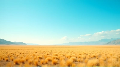 Golden Field Under Clear Blue Sky Daylight
