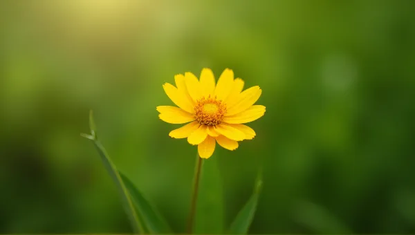 Golden Flower In Morning Light Against Green