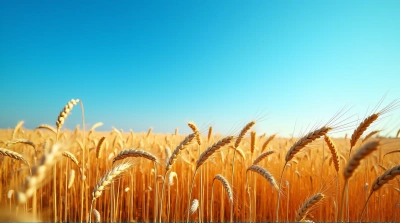 Golden Grain Stalks Swaying In Open Sky