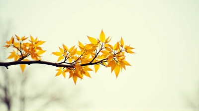 Golden Leaves Cluster On Slender Limb Against Sky