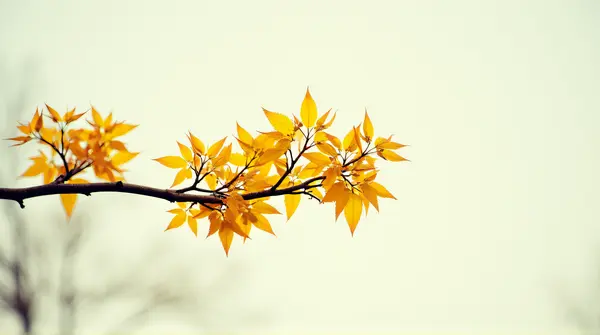Cluster of golden leaves on a slender limb against a bright sky with soft focus texture.