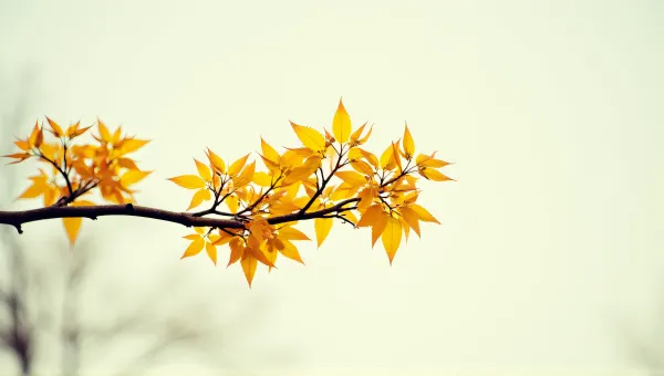 Golden Leaves Cluster On Slender Limb Against Sky
