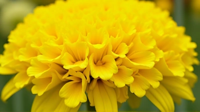 Golden Petal Cluster With Textured Details