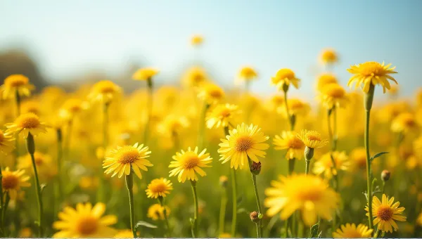 Golden Wildflowers Field Under Clear Blue Sky