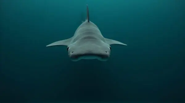 A solitary gray hammerhead shark swimming horizontally in dark teal sea with textured skin and light patterns.