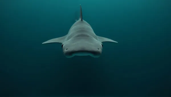 Gray Hammerhead Shark Gliding Through Deep Waters