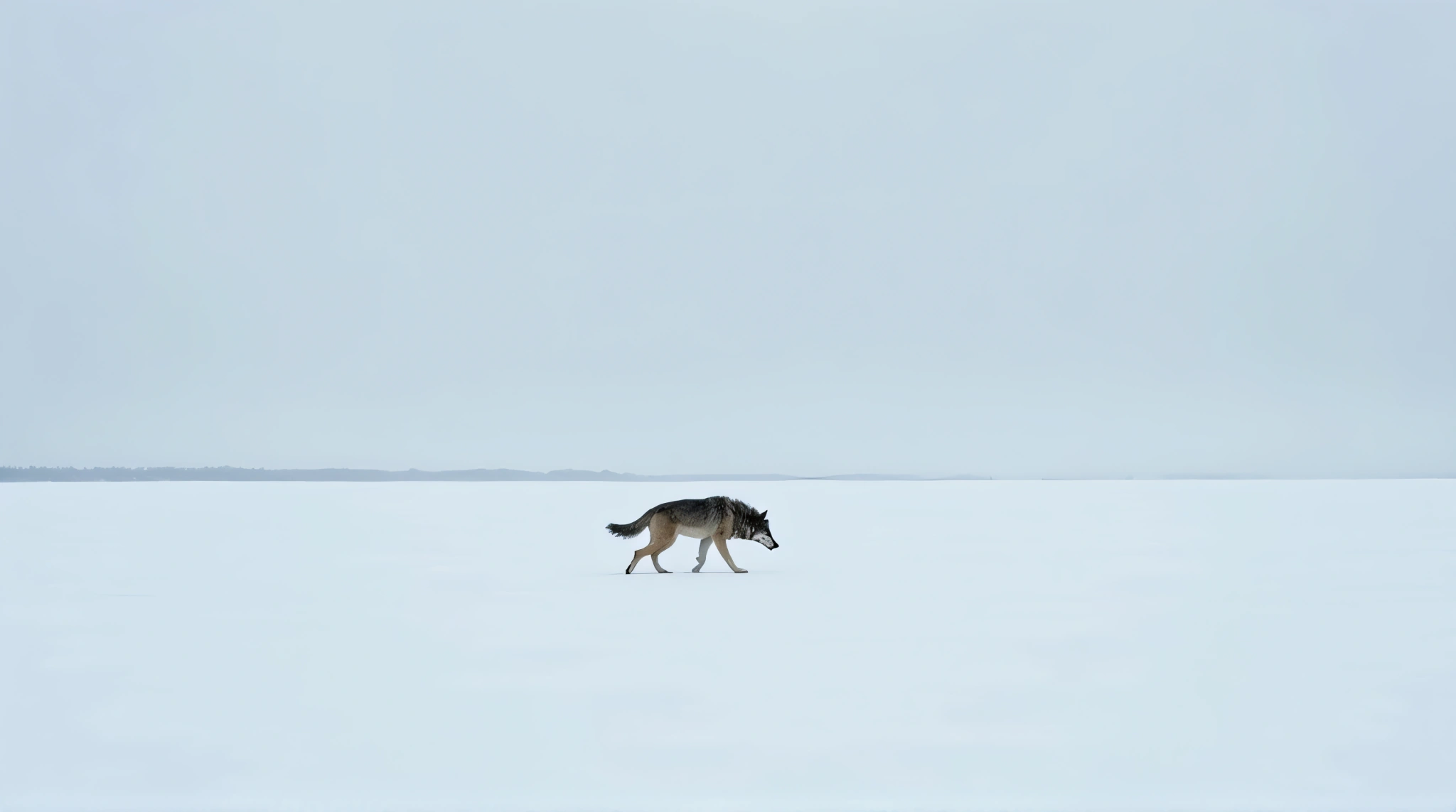 Gray Wolf Prowling Across Snowy Landscape