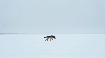 Gray Wolf Prowling Across Snowy Landscape