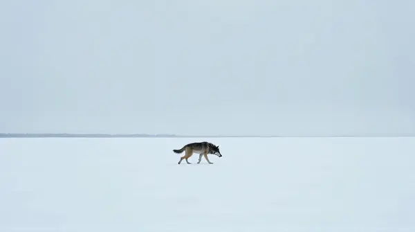 A lone gray wolf walks across a wide snow-covered terrain under a cloudy sky from a low-angle view.