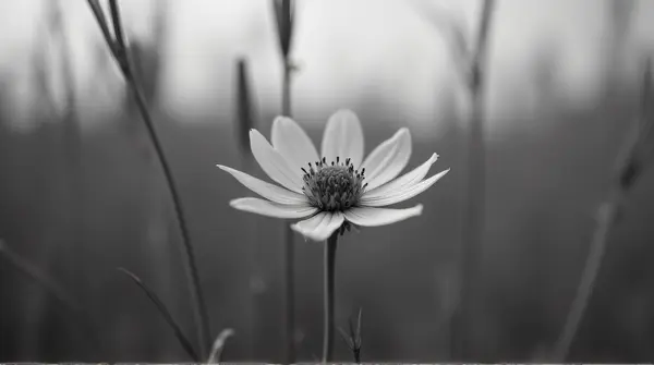 Close-up grayscale image of a single bloom with detailed petals surrounded by tall grasses under soft light