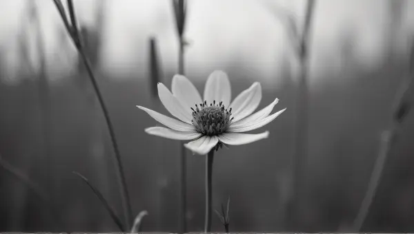 Grayscale Close-Up Of Single Bloom In Grass